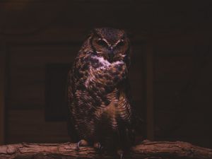 Preview wallpaper owl, bird, predator, sitting
