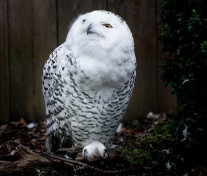 Preview wallpaper owl, bird, predator, white