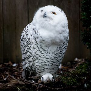 Preview wallpaper owl, bird, predator, white