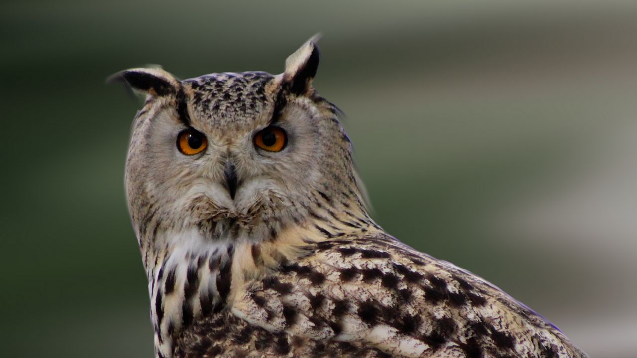 Wallpaper owl, bird, predator, plumage
