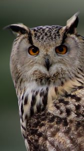 Preview wallpaper owl, bird, predator, plumage
