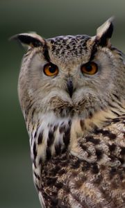 Preview wallpaper owl, bird, predator, plumage