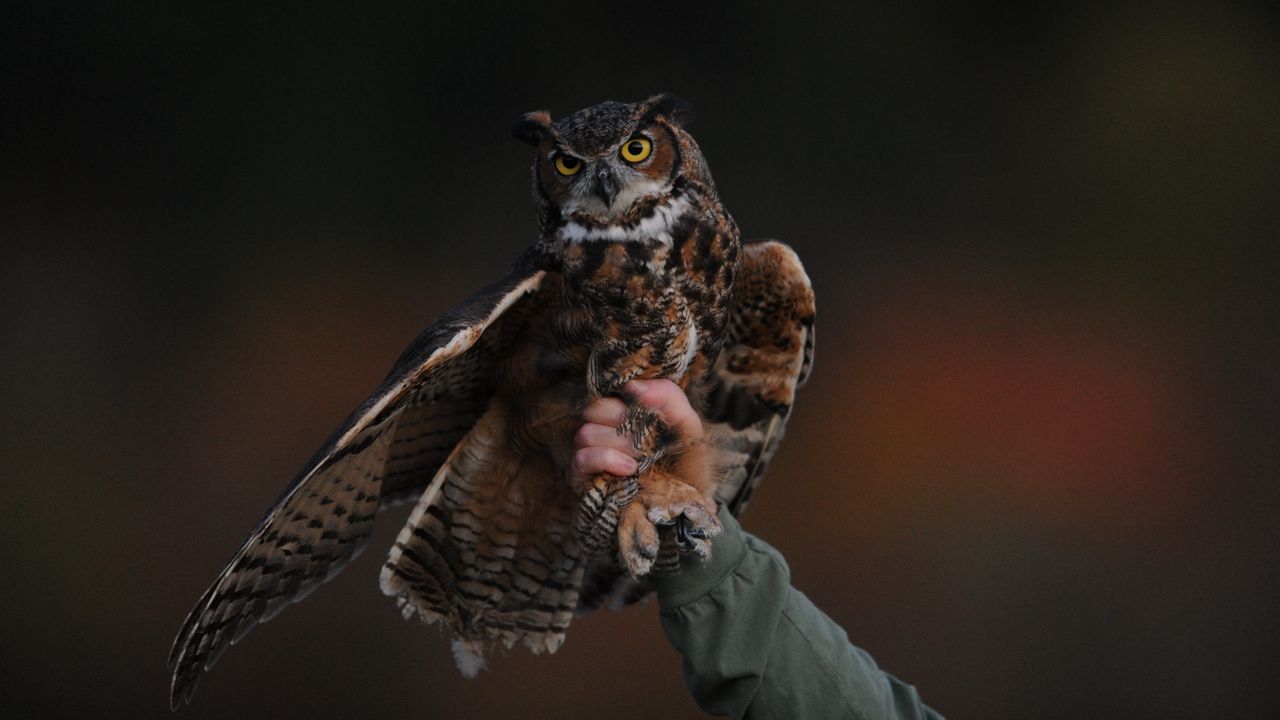Wallpaper owl, bird, predator
