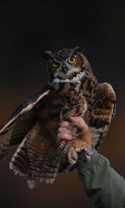 Preview wallpaper owl, bird, predator