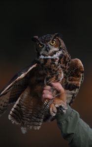 Preview wallpaper owl, bird, predator