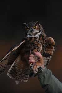 Preview wallpaper owl, bird, predator