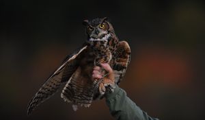 Preview wallpaper owl, bird, predator