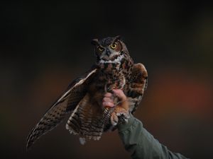 Preview wallpaper owl, bird, predator