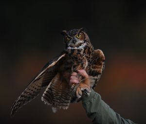 Preview wallpaper owl, bird, predator