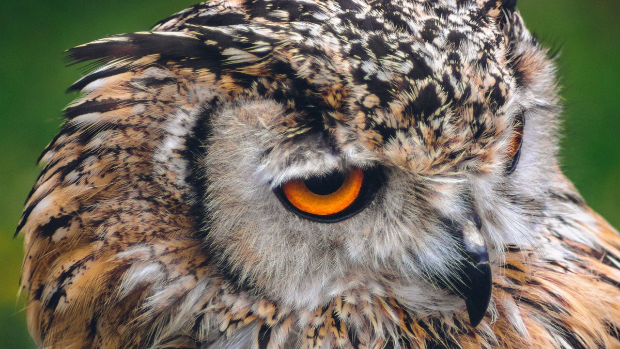Wallpaper owl, bird, predator, beak, look