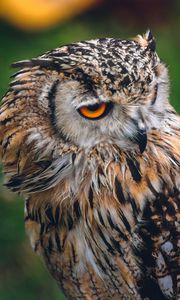 Preview wallpaper owl, bird, predator, beak, look