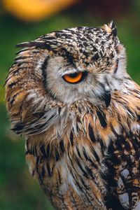 Preview wallpaper owl, bird, predator, beak, look