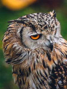 Preview wallpaper owl, bird, predator, beak, look