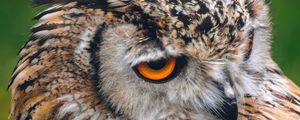 Preview wallpaper owl, bird, predator, beak, look