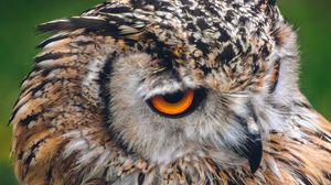 Preview wallpaper owl, bird, predator, beak, look