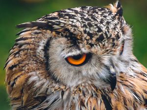 Preview wallpaper owl, bird, predator, beak, look