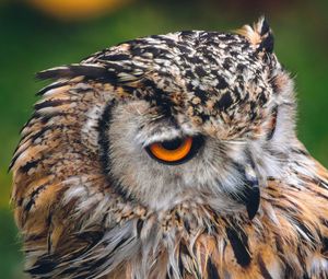 Preview wallpaper owl, bird, predator, beak, look