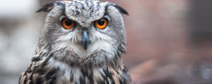 Preview wallpaper owl, bird, predator, look, feathers