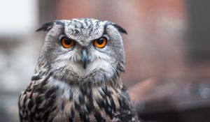 Preview wallpaper owl, bird, predator, look, feathers