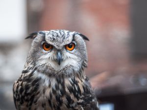 Preview wallpaper owl, bird, predator, look, feathers