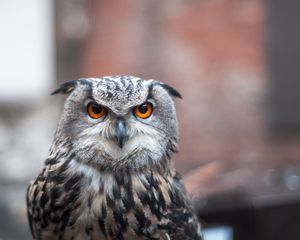 Preview wallpaper owl, bird, predator, look, feathers