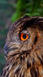 Preview wallpaper owl, bird, predator, beak