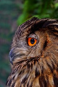 Preview wallpaper owl, bird, predator, beak