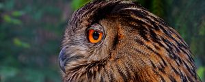 Preview wallpaper owl, bird, predator, beak