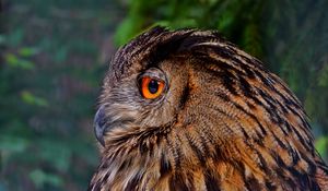 Preview wallpaper owl, bird, predator, beak