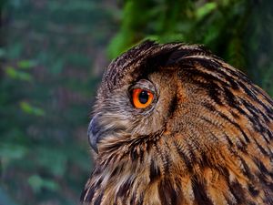 Preview wallpaper owl, bird, predator, beak