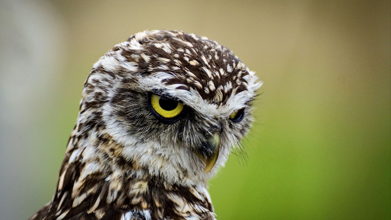 Wallpaper owl, bird, predator, angry