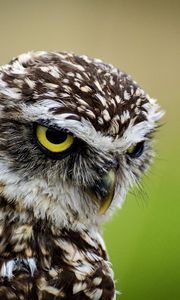 Preview wallpaper owl, bird, predator, angry