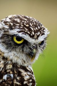 Preview wallpaper owl, bird, predator, angry