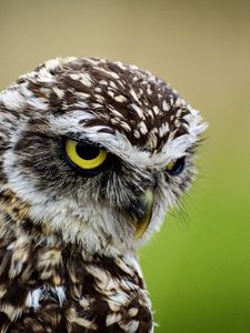 Preview wallpaper owl, bird, predator, angry