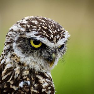 Preview wallpaper owl, bird, predator, angry