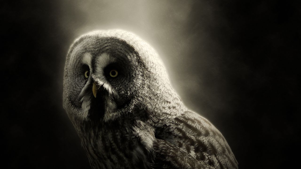 Wallpaper owl, bird, predator, dark, wildlife