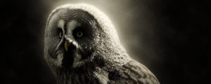 Preview wallpaper owl, bird, predator, dark, wildlife