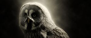 Preview wallpaper owl, bird, predator, dark, wildlife
