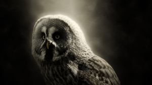 Preview wallpaper owl, bird, predator, dark, wildlife
