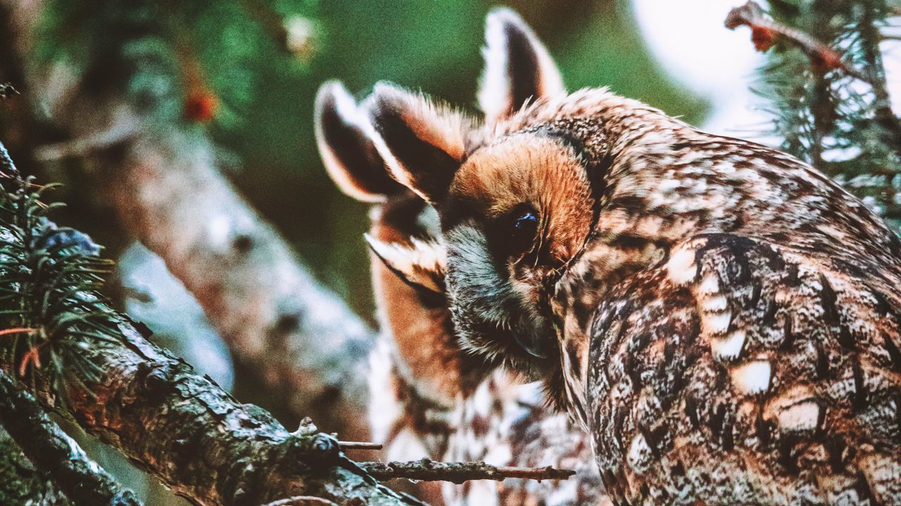 Wallpaper owl, bird, predator, wildlife, branches