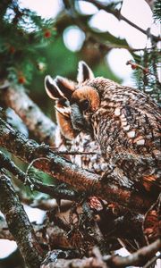 Preview wallpaper owl, bird, predator, wildlife, branches