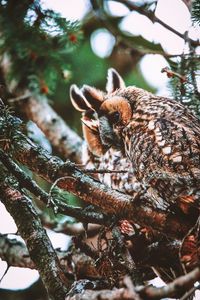 Preview wallpaper owl, bird, predator, wildlife, branches