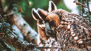Preview wallpaper owl, bird, predator, wildlife, branches