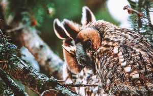 Preview wallpaper owl, bird, predator, wildlife, branches