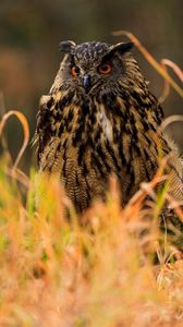 Preview wallpaper owl, bird, predator, grass, wildlife