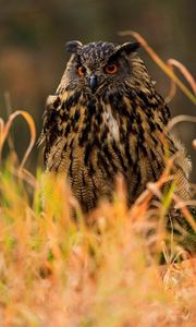 Preview wallpaper owl, bird, predator, grass, wildlife