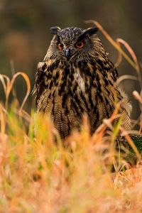 Preview wallpaper owl, bird, predator, grass, wildlife