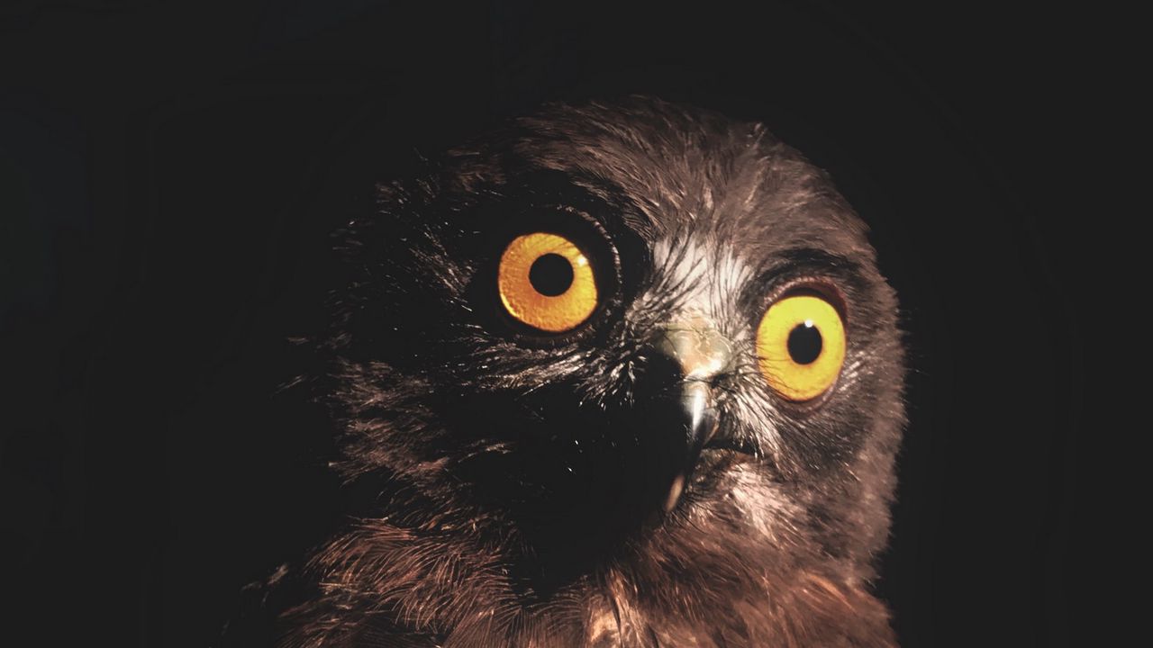 Wallpaper owl, bird, predator, eyes, dark