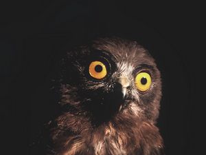 Preview wallpaper owl, bird, predator, eyes, dark