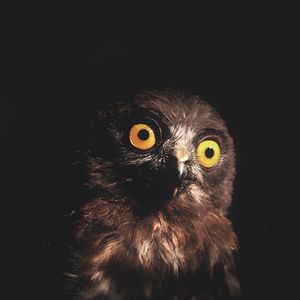 Preview wallpaper owl, bird, predator, eyes, dark